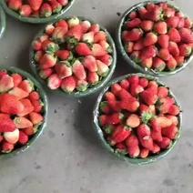 草莓大量出货