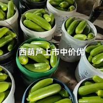 《西葫芦》山东优质绿皮西葫芦，脆绿直条瓜，产地一手货源。