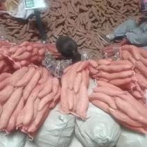 现大量出售烟薯25.济薯26.哈密，龙九，西瓜红商品薯