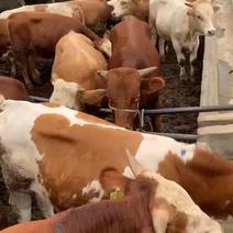肉牛犊活牛出售黄牛活苗大型杂交肉牛仔活体小黄牛活苗西门塔