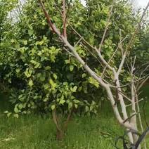 沃柑大树，沙糖橘大树，5年树，打土球移植树