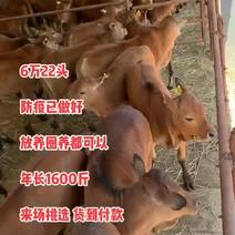 纯种西门塔尔牛犊活牛黄牛犊牛苗改良肉牛犊小牛崽养殖技术