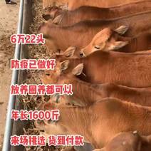 活牛黄牛犊出售小牛西门塔尔牛活体牛犊子活苗肉牛犊牛仔养殖