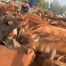 鲁西黄牛小牛犊活牛仔牛犊子大型牛品种牛肉牛改良品种吃草牛