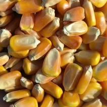 大量出售优质玉米水分小于18.容重720以上
