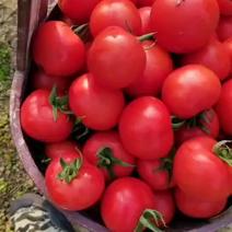 西红柿大量有货，需要的联系