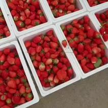 中牟鲜草莓大量上市，供货个大小批发市场，电商平台