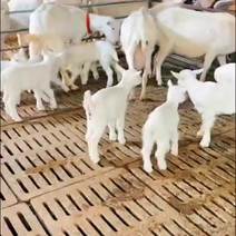 高产奶萨能奶山羊羊羔怀孕母羊产奶羊全国货到付款买五送