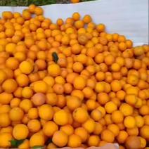 大量出售纽荷尔，中华红橙次果