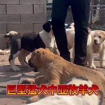 巨型猛犬，中亚牧羊犬