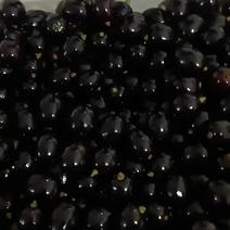 精品黑珍珠，树葡萄。