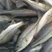 鲈鱼精品鲈鱼稳定供应质量保证可供垂钓渔场直供