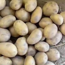 土豆黄心土豆荷兰系列沃土大量供应需要的联系