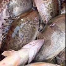 鳜鱼桂鱼大量供应中渔场直发品质全国量大