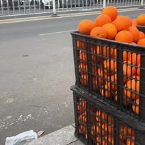 血橙，通货，5000斤