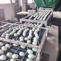 生咸鸭蛋，煮熟后破损率低于百分之一，进口设备，品质保证。