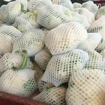 云南露天平脚白花菜大量上市，可对接档口，商超电商团购社区