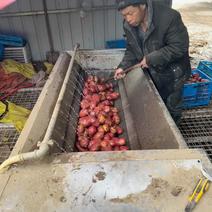 云南红皮土豆，三月中旬出土三万斤，货在山东