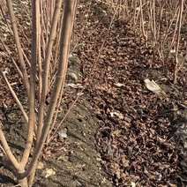 茶条槭篱苗80-1.2米高工程秒