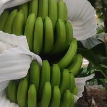 国产云南香蕉，香甜软糯，产地直供，一手货源，价格美丽