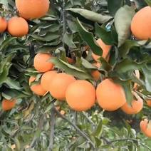 青见果冻橙大量有货欢迎全国各地板来
