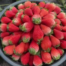 青海西宁奶油草莓