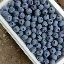 蓝莓全国各地