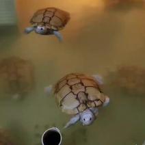 巴西龟焦糖巴西龟