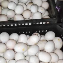 无精蛋，散黄蛋死胎蛋，食品厂养殖场用蛋大量有货