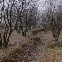 新媒体合作湖北宜昌市20～52公分的朴树
