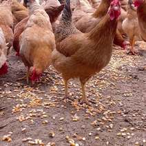 正宗皖南土鸡，山林散养240天老母鸡，支持电商一件