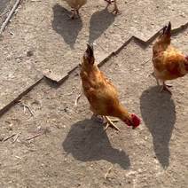 广东胡须鸡140天4斤以上，纯粮食喂养走地鸡