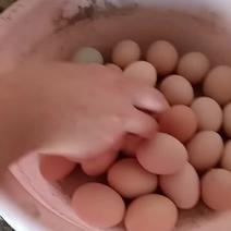 笨鸡蛋老母鸡都是自家散养的无饲料玉米豆饼喂食的溜达鸡