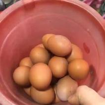 南通土鸡蛋鸡蛋