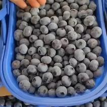 云南红河州石屏龙朋蓝莓，大量上市