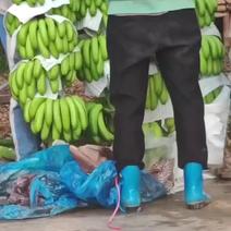 海南巴西香蕉。抗病苗香蕉大量上市啦