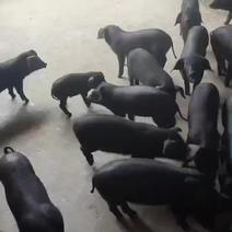 黑猪沂蒙黑猪太湖母猪大太湖母猪养殖基质量很好黑母猪黑猪