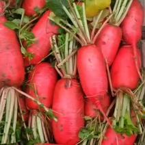 河南红皮萝卜大量上市全国代发提供一条龙服务