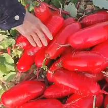 本地红皮萝卜【价格实惠】支持视频看货，可发往全国市场！
