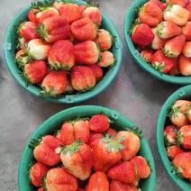 眉县意大利十七草莓