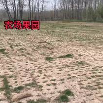 河南郑州土地流转:40亩林地空地出租