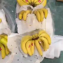 常年批发特价精品香蕉，大箱，小箱，保质保量，可发全国