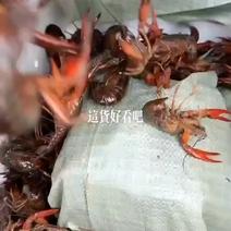 潜江小龙虾