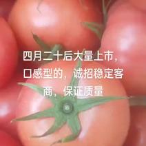普罗旺斯西红四月二十号大量上市口感西红柿，欢迎预定