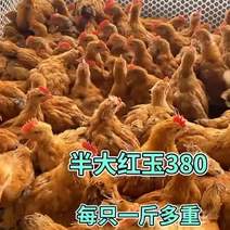 红玉380大红公鸡鸡苗一斤左右四个月出栏长到15斤