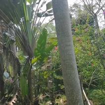 大王椰子树