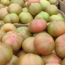 河北省昌黎县美琪水果口感西红柿大量上市