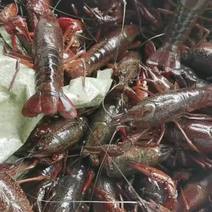 精品小龙虾产地批发价格.广州附近可以送货上门。