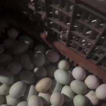 温州鸭蛋
