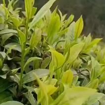 原生态绿茶